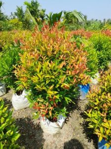Syzygium Plants