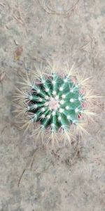 Golden Barrel Cactus Plants