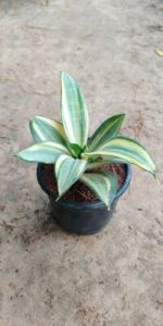 Sansevieria Plants