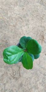 Ficus Lyrata Fiddle Plants