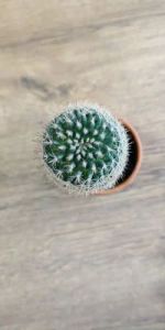 Grafted Cactus Plants