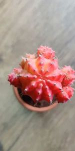 Moon Cactus Plants