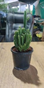 Tower Cactus Plants