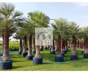 Copernicia Alba Palm Tree