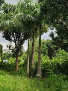 Royal Palm Tree