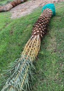 Date Palm Tree