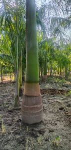 Bottle Palm Tree