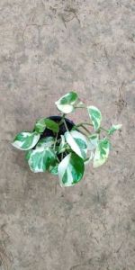 Marble Money Plants