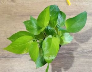 Golden Money Plants
