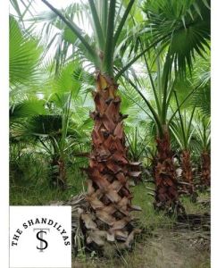 Washingtonia Palm Tree