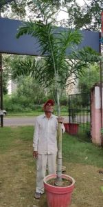 Foxtail Palm Tree