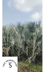 Bismarckia Nobilis Palm Tree