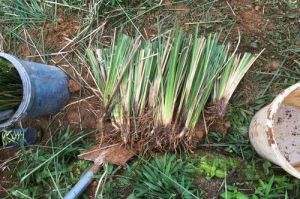 vetiver slips grass