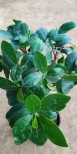 Ficus Bonsai Plants