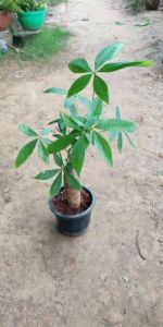 Pachira Bonsai Plants