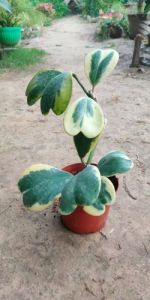 Hoya Kerrii Heart Hoya Plants