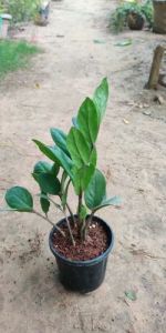 Zamioculcas Zamiifolia Plants