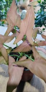 Syngonium Pink Miniature Plants