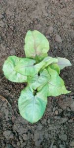 Syngonium Green Miniature Plants