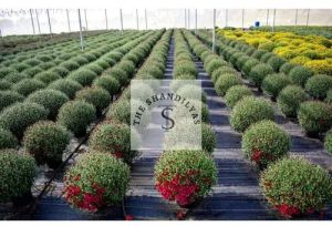 Chrysanthemum Plants