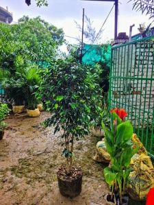Ficus Blackiana Plants