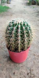 Golden Barrel Cactus Plants
