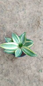 Sansevieria Plants