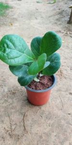 Ficus Lyrata Fiddle Plants