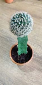 Grafted Cactus Plants