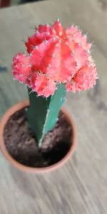 Moon Cactus Plants
