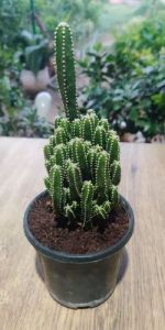 Tower Cactus Plants