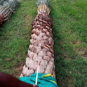 Date Palm Tree