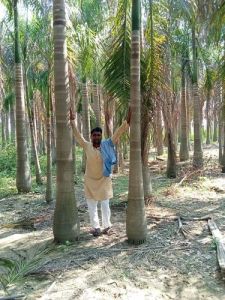 Bottle Palm Tree