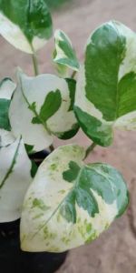 Marble Money Plants