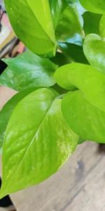 Golden Money Plants