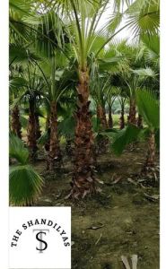 Washingtonia Palm Tree