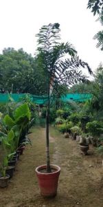 Foxtail Palm Tree