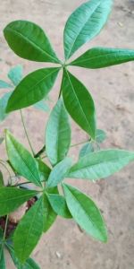 Pachira Bonsai Plants