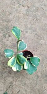 Hoya Kerrii Heart Hoya Plants