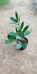 Zamioculcas Zamiifolia Plants