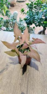 Syngonium Pink Miniature Plants
