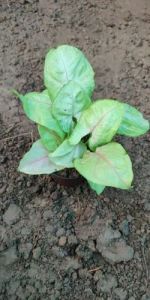 Syngonium Green Miniature Plants