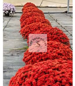 Chrysanthemum Plants