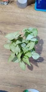 Alismatales Plants