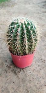 Golden Barrel Cactus Plants