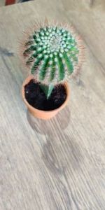 Grafted Cactus Plants
