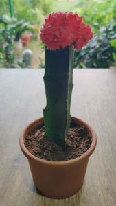 Moon Cactus Plants