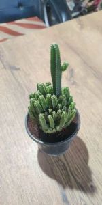 Tower Cactus Plants