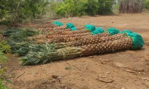 Date Palm Tree