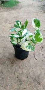 Marble Money Plants